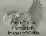 Images of Wildlife