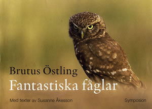 Fantastiska fåglar